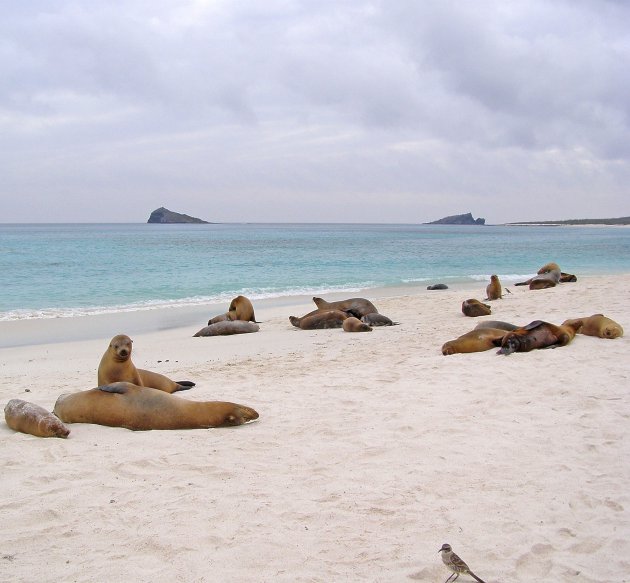 Espanola Galapagos eilanden