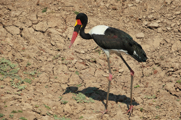 Saddle billed stork