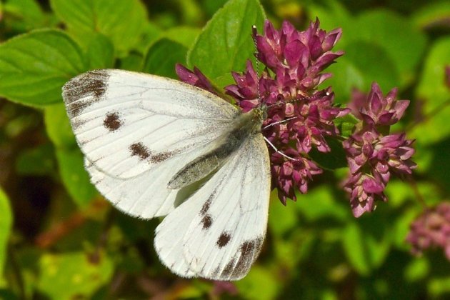 Een witje