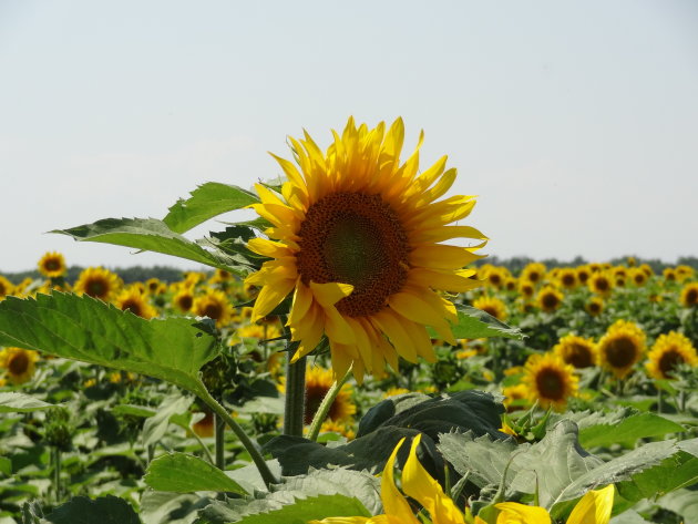 Zonnebloemen