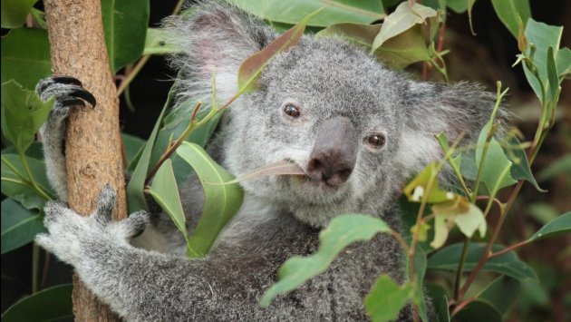 Lunch voor Koala