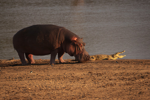 Hippo bij de rivier