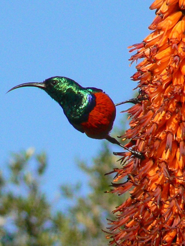 Greater Double-Collared Sunbird