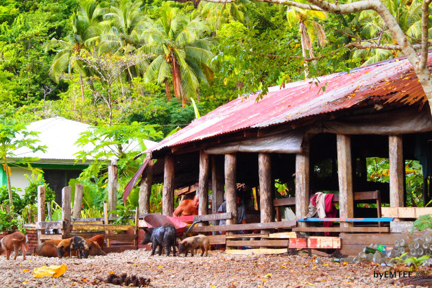 Life in Uafato village Samoa