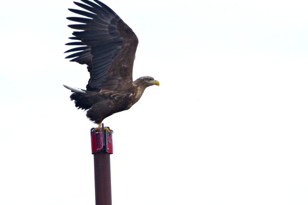 Zeearend in de haven van Andenes