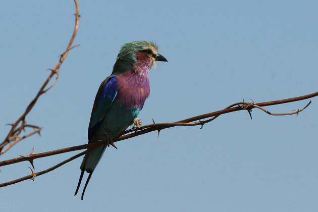  Lilac Breasted Roller