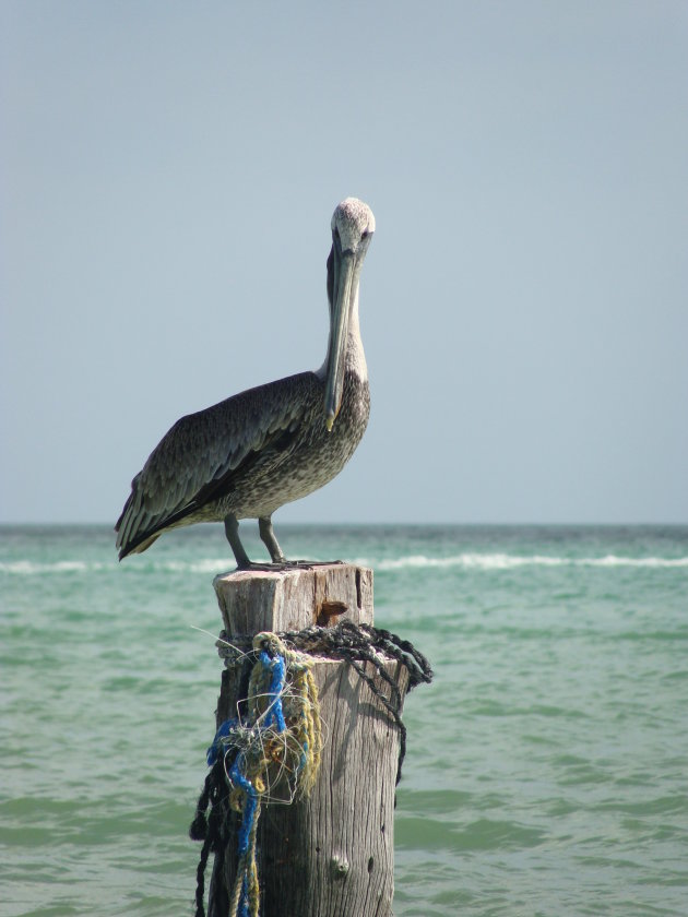 Pelicaan bij Isla Holbox