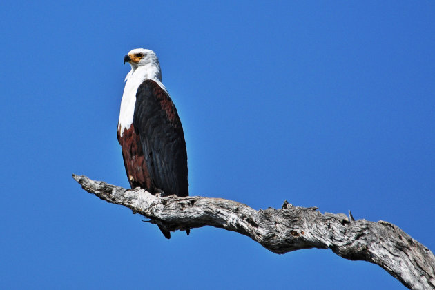 Fish EAgle III