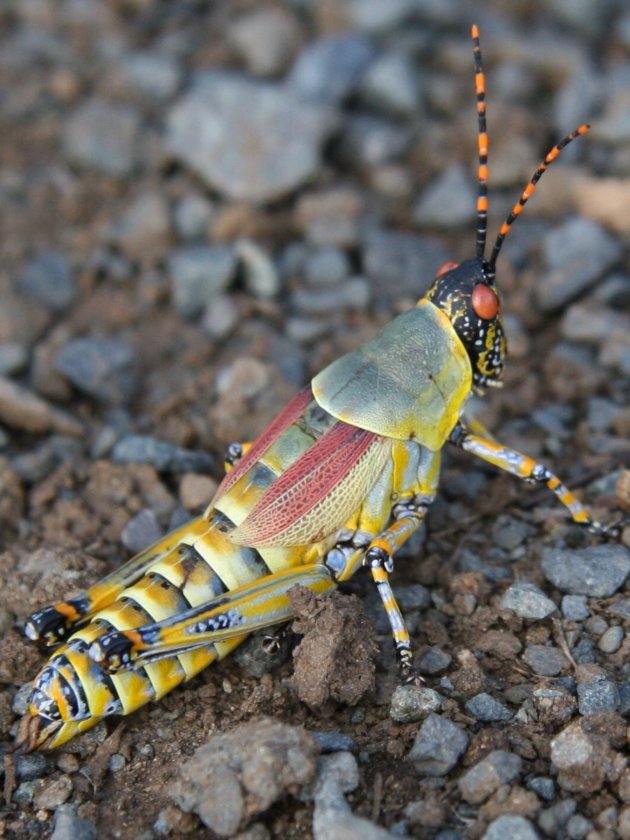 Lubber Sprinkhaan in carnaval outfit