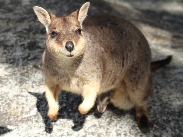 Bergkangaroo met Little Joey