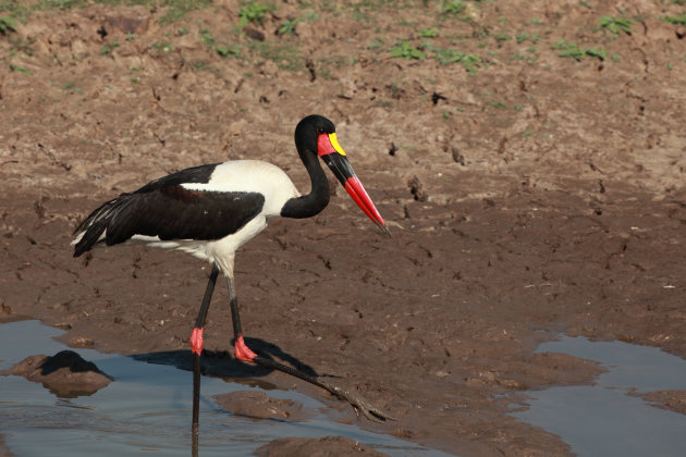 Saddle Billed Stork 