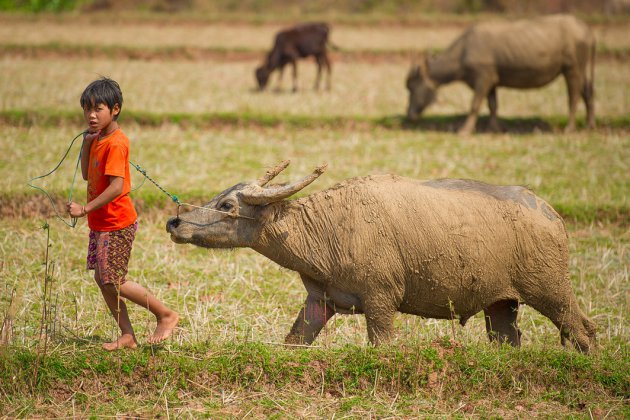 dieren hoeden