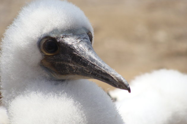 Blue footed Baby