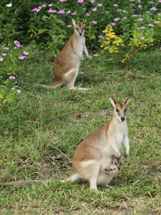 Familie portret Wallabies 