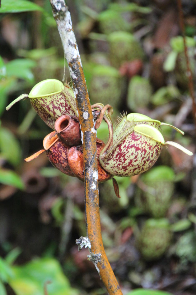 Vleesetende planten