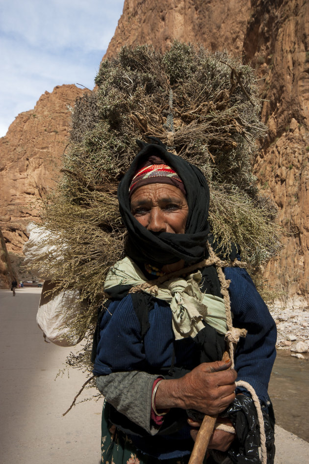 Takkewijfje in de Todra gorge