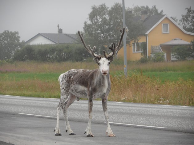 Rendier op route 17