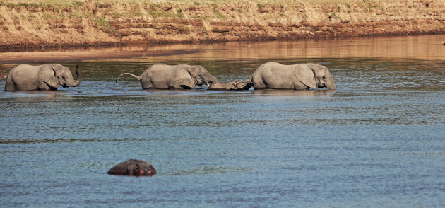 Luangwa Rivier II