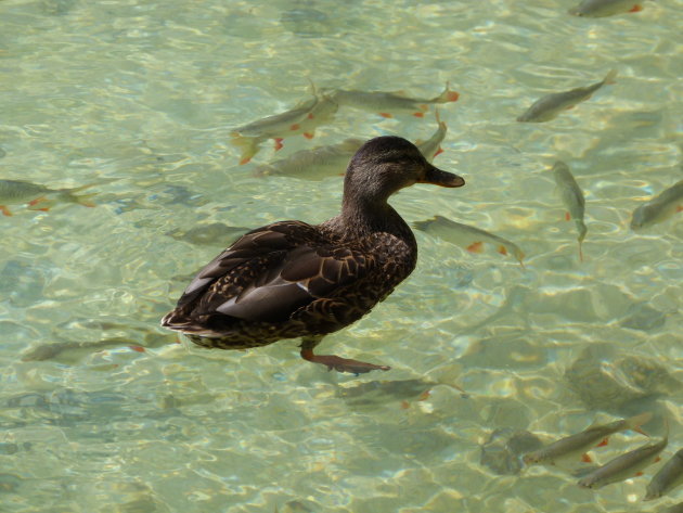 Eend met vissenvriendjes - Plitvice