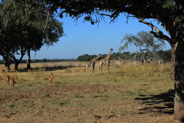 Afgelegen wildernis 