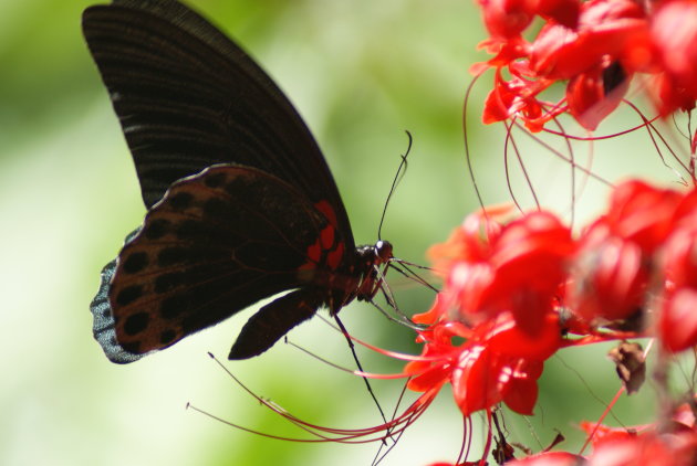 Zwart met rood