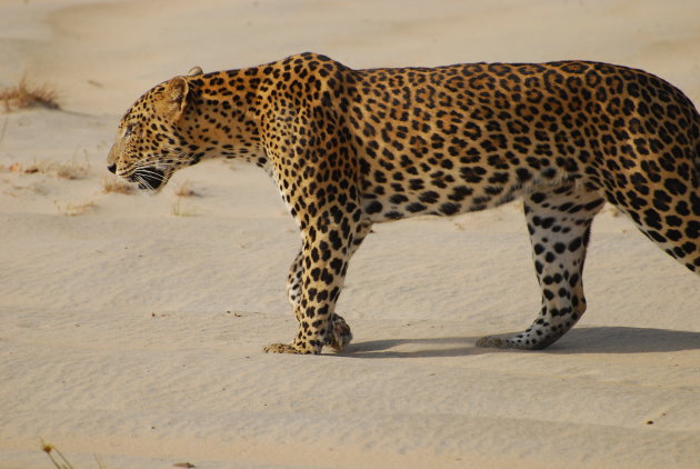 Luipaard in Wilpattu N.P.