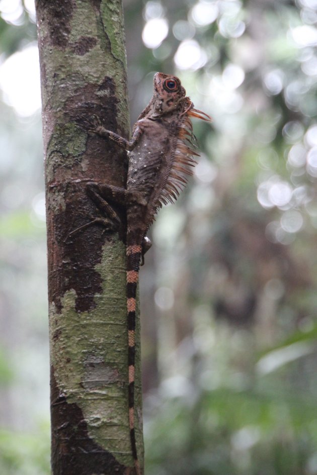 Varaan Borneo