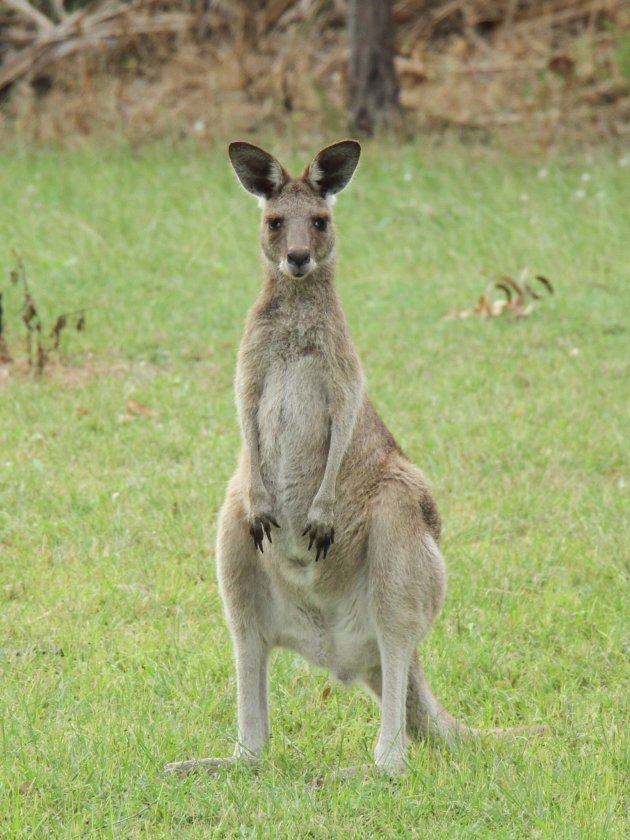 Kangaroo moet nog even trainen