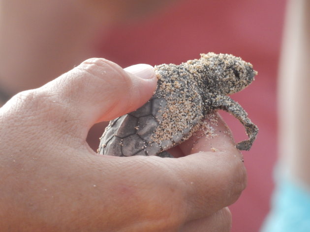 Baby schildpad