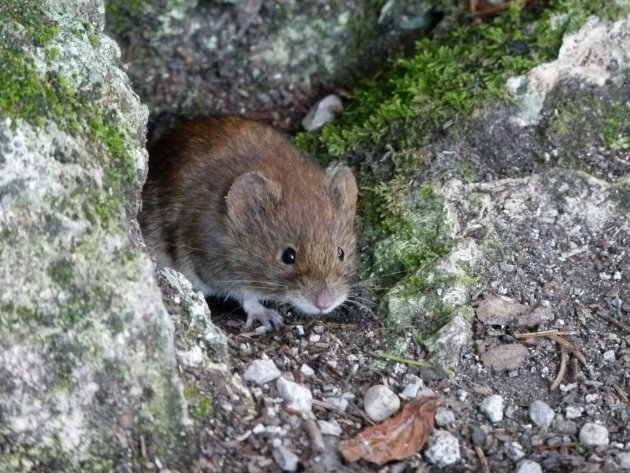 Nieuwsgierig Muisje - Plitvice