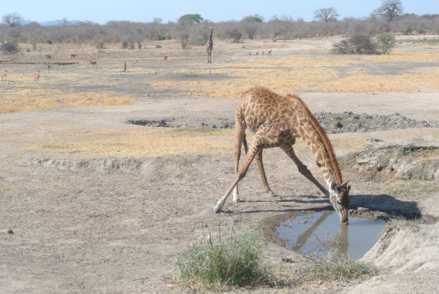 Dorst als een giraffe? ;)