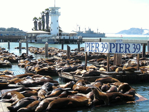 Pier 39