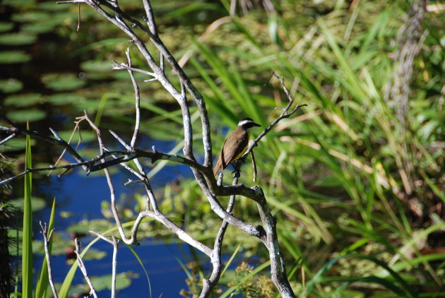 Vogel in de Amazone