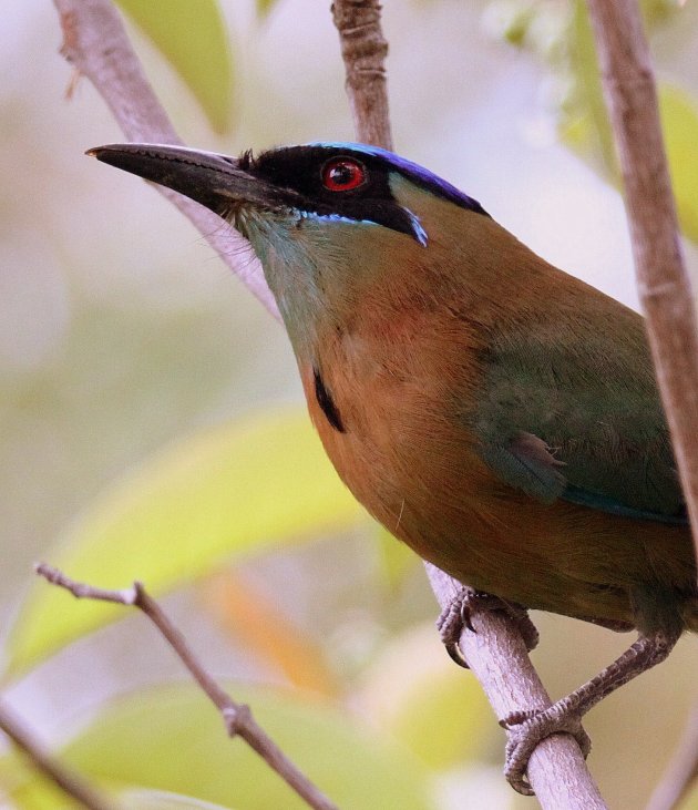 BlauwkapMotmot