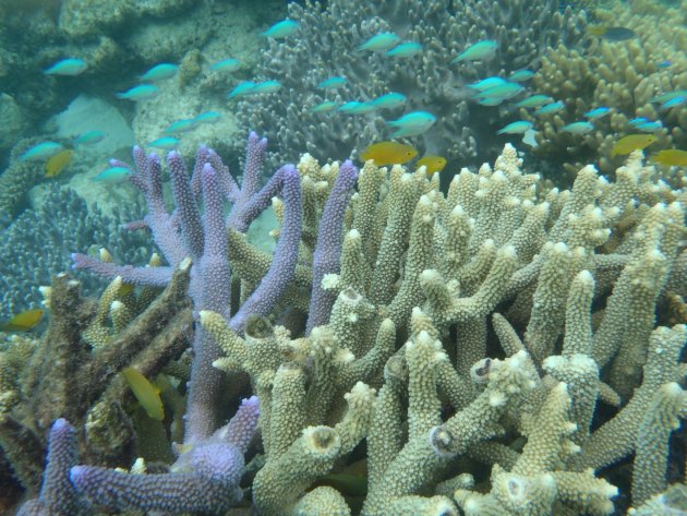 Kleurig Koraal bij Great Barrier Reef