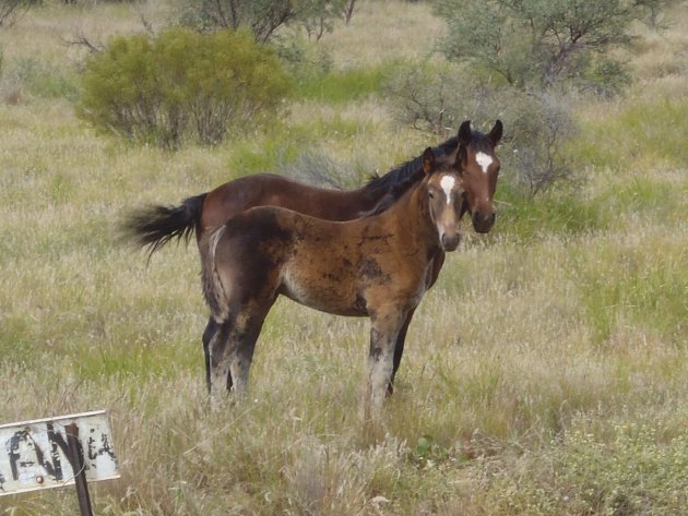 Wilde Paarden in centraal Australie 