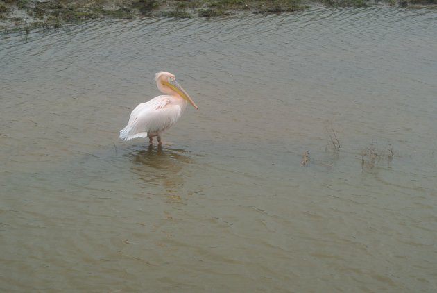 Pelikaan in eigen land