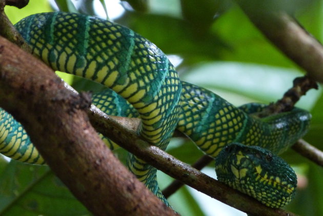 Sumatraanse pitviper