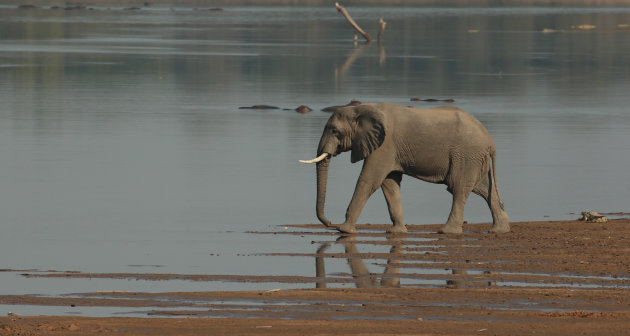 Luangwa Rivier