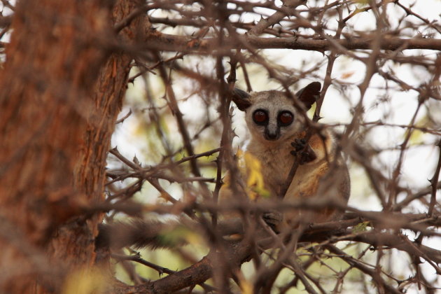 Bush Baby