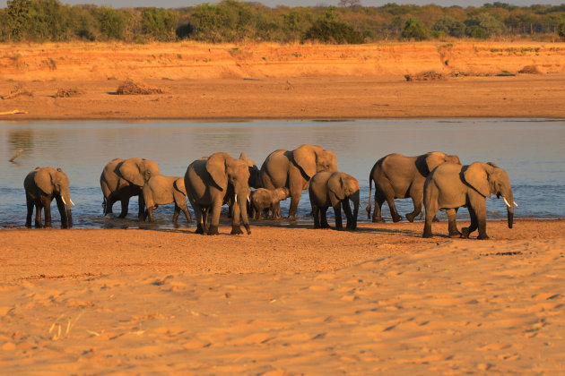 Luangwa Rivier III