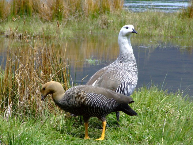 Ganzenpaar in Patagonie