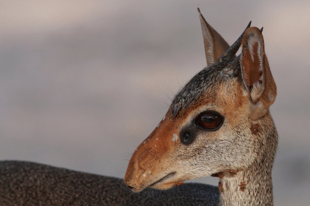 Dik Dik