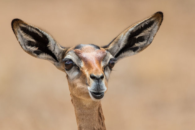 girafgazelle