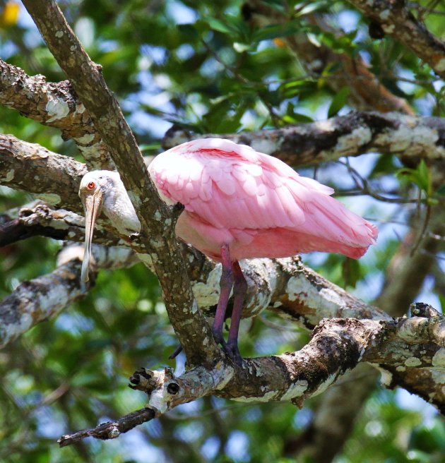 Roze Lepelaar