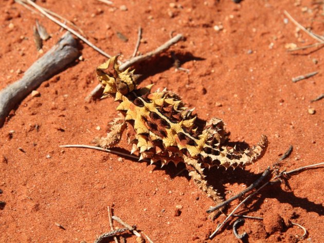 Horned Devil Lizard