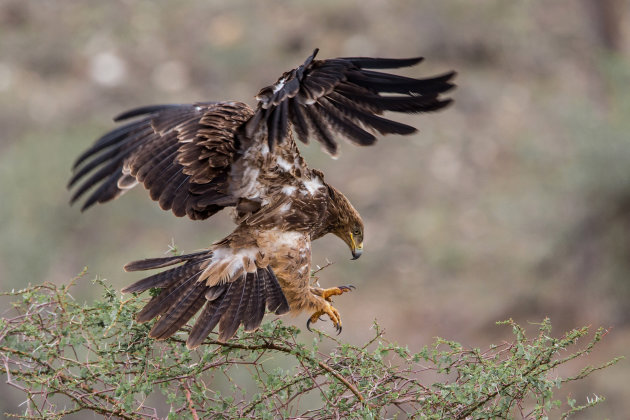 landing savannearend