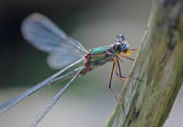 Heel bijzonder insect. 