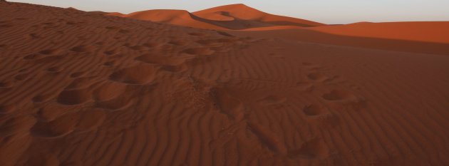 Sahara