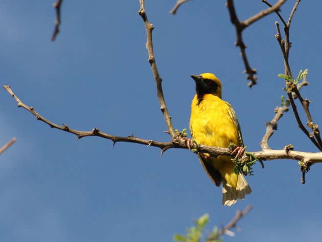 Knalgele vogel